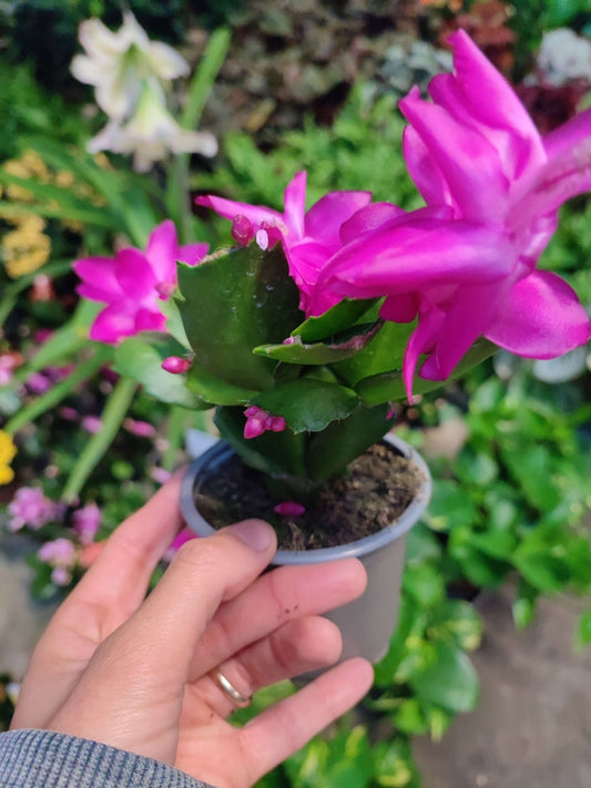 Schlumbergera - ValmaflorValmaflorValmaflorSchlumbergera - Valmaflor9