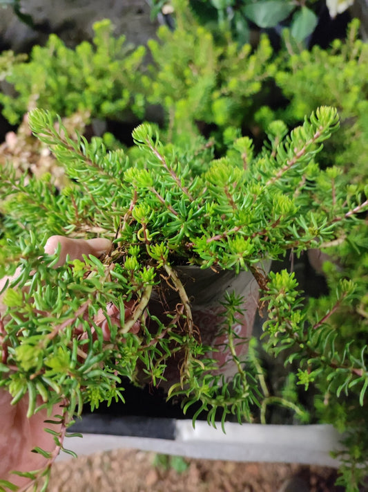 Sedum reflexum "yello Caushion - Valmaflor#ValmaflorValmaflorSedum reflexum "yello Caushion - Valmaflor#ValmaflorValmaflorSedum reflexum "yello Caushion