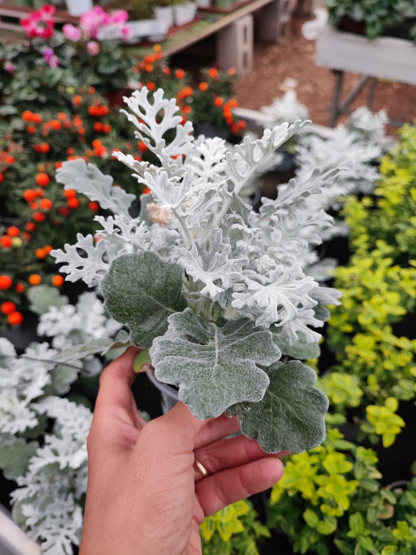 Senecio cineraria - ValmaflorValmaflorValmaflorSenecio cineraria