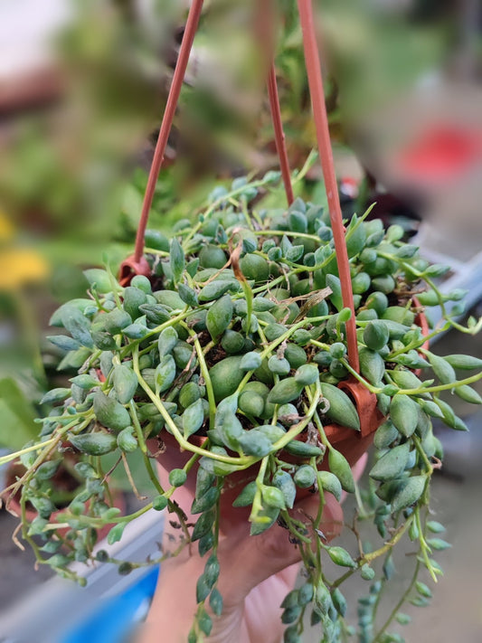 Senecio Herreianus - Valmaflor#ValmaflorValmaflorSenecio Herreianus