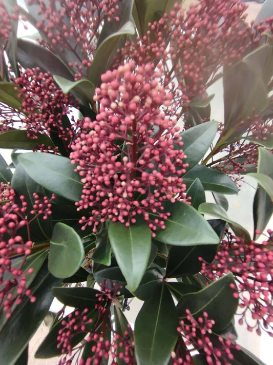 Skimmia - ValmaflorValmaflorValmaflorSkimmia - ValmaflorVaso 19 cm h 60