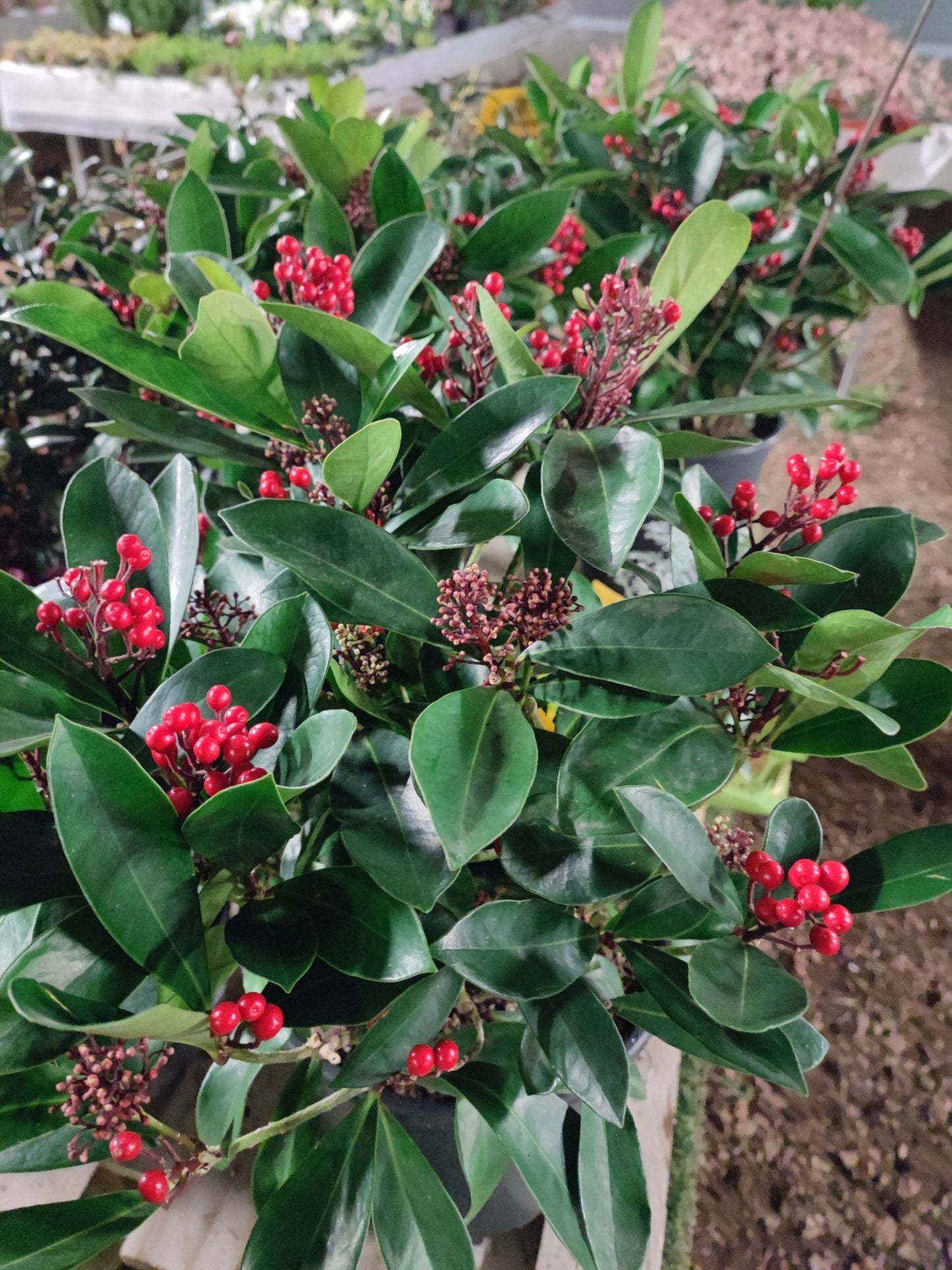 Skimmia japonica reevesiana - Valmaflor#ValmaflorValmaflorSkimmia japonica reevesiana