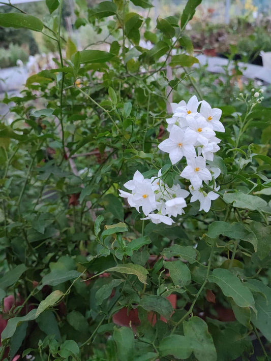 Solanum jasminoides - ValmaflorSolanum jasminoidesValmaflorValmaflorSolanum jasminoides - Valmaflor14 cm