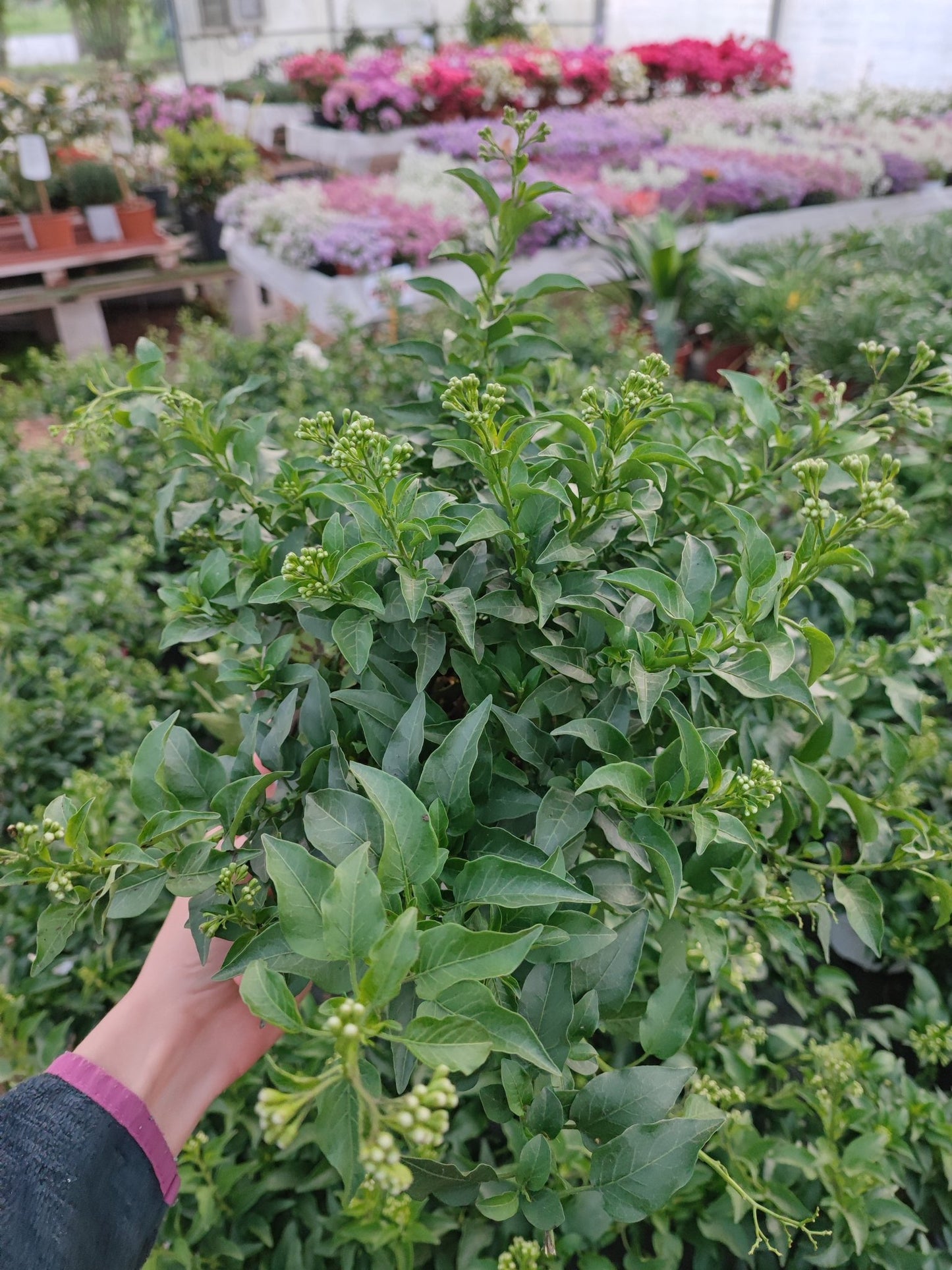 Solanum jasminoides - ValmaflorSolanum jasminoidesValmaflorValmaflorSolanum jasminoides14 cm