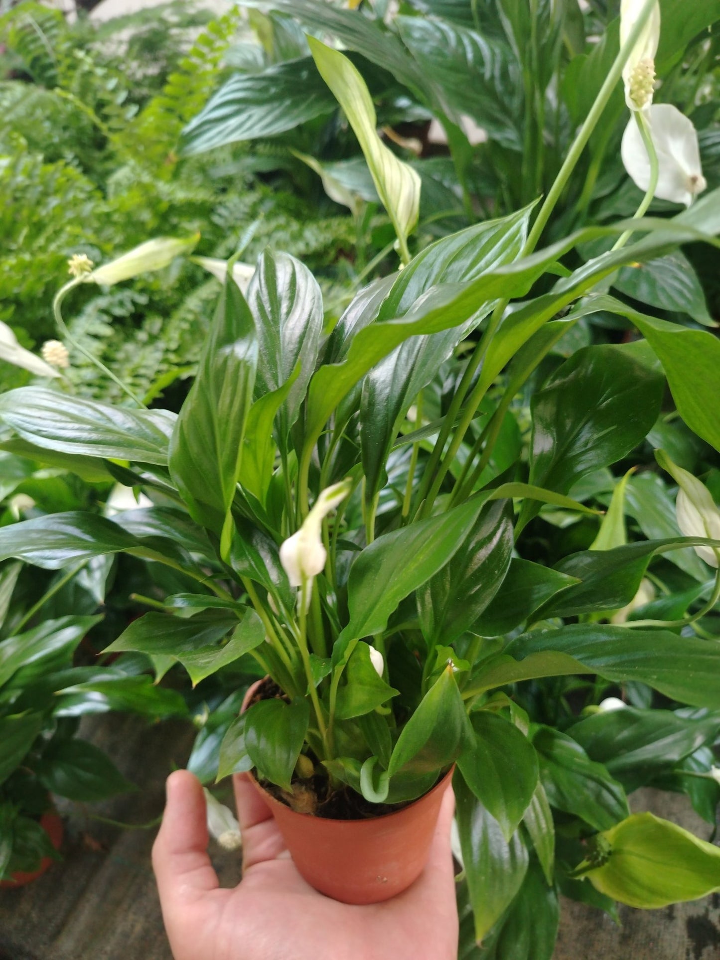 Spathiphyllum - ValmaflorValmaflorValmaflorSpathiphyllum12 cm