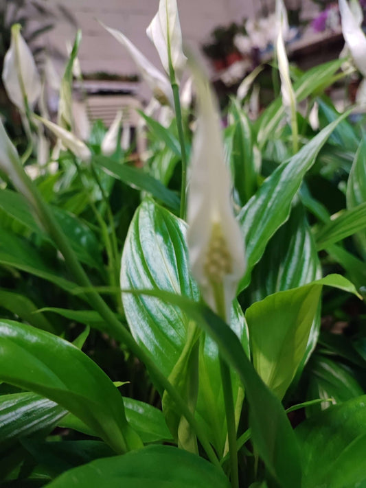 Spathiphyllum - ValmaflorValmaflorValmaflorSpathiphyllum - Valmaflor9 cm