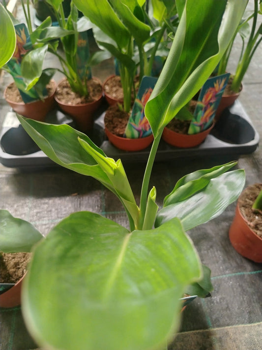 Stetlizia reginae - ValmaflorValmaflorValmaflorStetlizia reginae12 cm