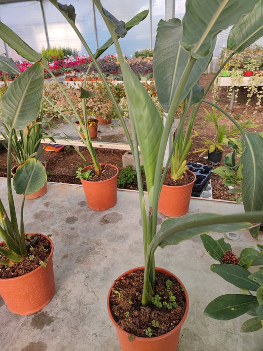 Strelitzia Nicolai - ValmaflorValmaflorValmaflorStrelitzia Nicolai - ValmaflorValmaflorValmaflorStrelitzia Nicolai - Valmaflor