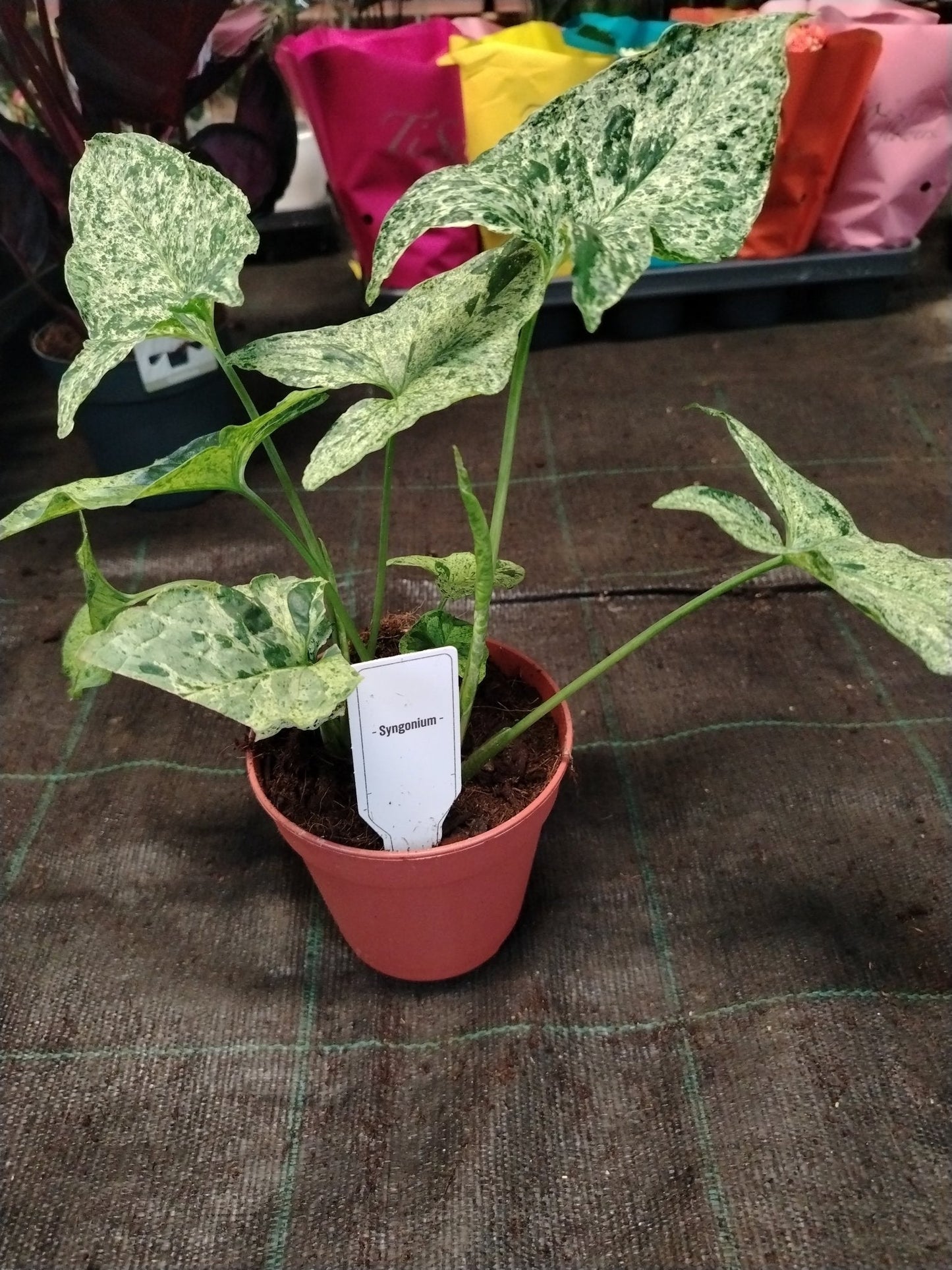 Syngonium mottled - ValmaflorValmaflorValmaflorSyngonium mottled - ValmaflorValmaflorValmaflorSyngonium mottled