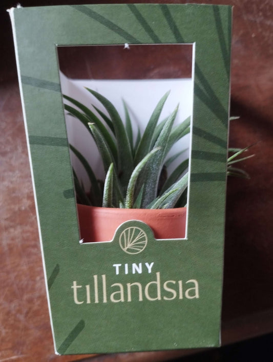 Tillandsia - ValmaflorTillandsiaValmaflorValmaflorTillandsia - Valmaflor