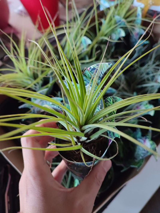 Tillandsia in mix - ValmaflorValmaflorValmaflorTillandsia in mix - ValmaflorValmaflorValmaflorTillandsia in mix - Valmaflor