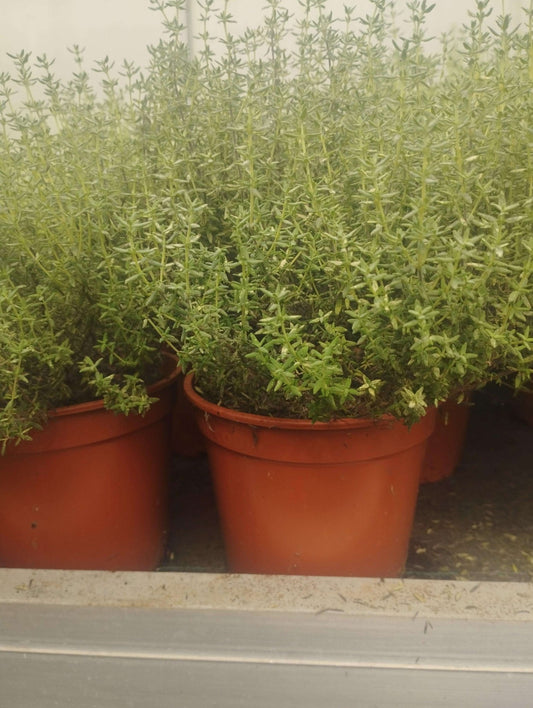 Timo - ValmaflorValmaflorValmaflorTimo - Valmaflor14 cm