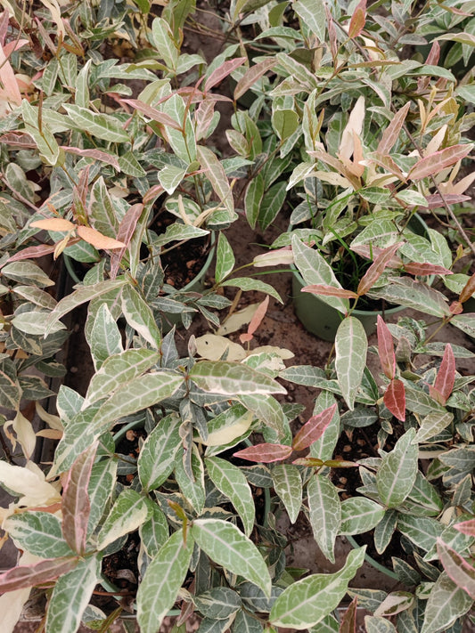 Trachelospermum asiaticum nagaba - ValmaflorValmaflorValmaflorTrachelospermum asiaticum nagaba14 cm