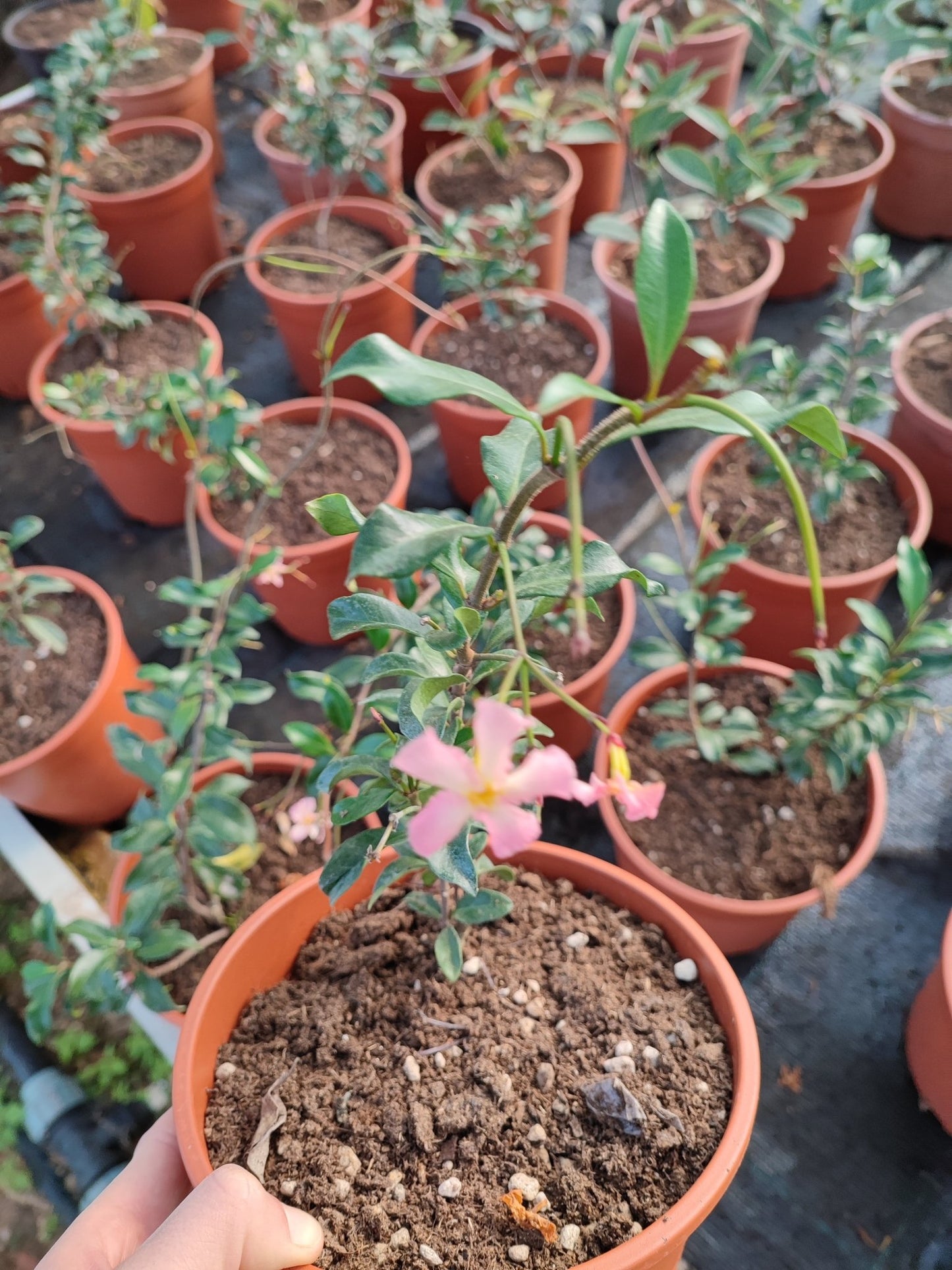 Trachelospermum jasminoides rosa - ValmaflorValmaflorValmaflorTrachelospermum jasminoides rosa - Valmaflor