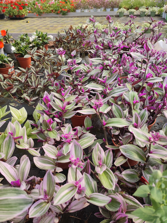 Tradescantia nanouk - ValmaflorValmaflorValmaflorTradescantia nanouk14 cm