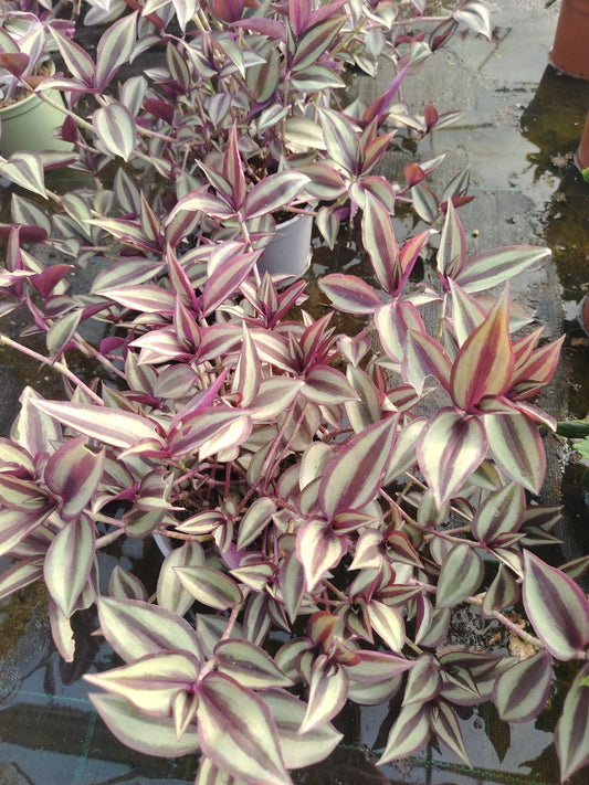 Tradescantia zebrina - ValmaflorValmaflorValmaflorTradescantia zebrina - ValmaflorValmaflorValmaflorTradescantia zebrina