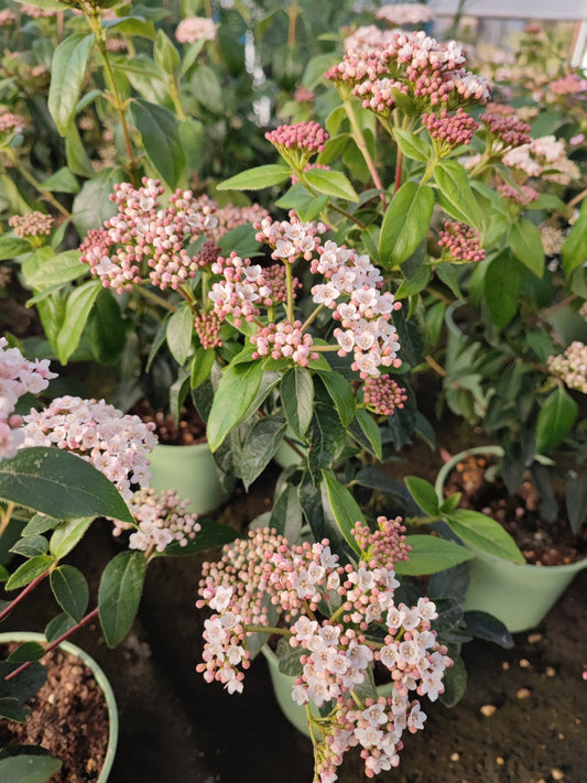 Viburnum tinus - ValmaflorViburnum tinusValmaflorValmaflorViburnum tinus - Valmaflor17 cm40/45 cm