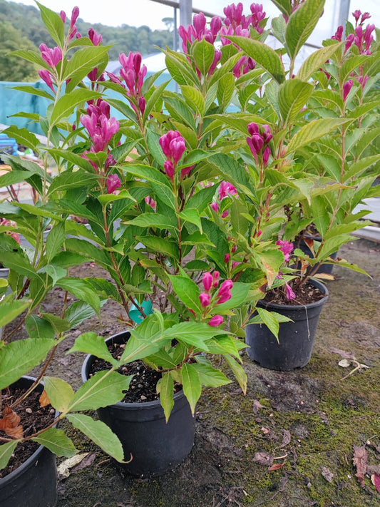Weigela big love - ValmaflorValmaflorValmaflorWeigela big love