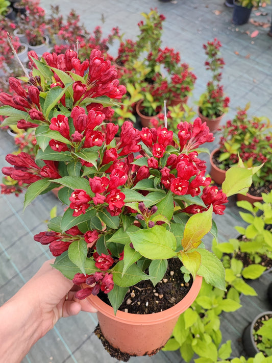 Weigela "Cherry Love" - ValmaflorValmaflorValmaflorWeigela "Cherry Love"