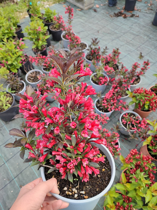 Weigela "Electric Love" - ValmaflorValmaflorValmaflorWeigela "Electric Love"17 cm