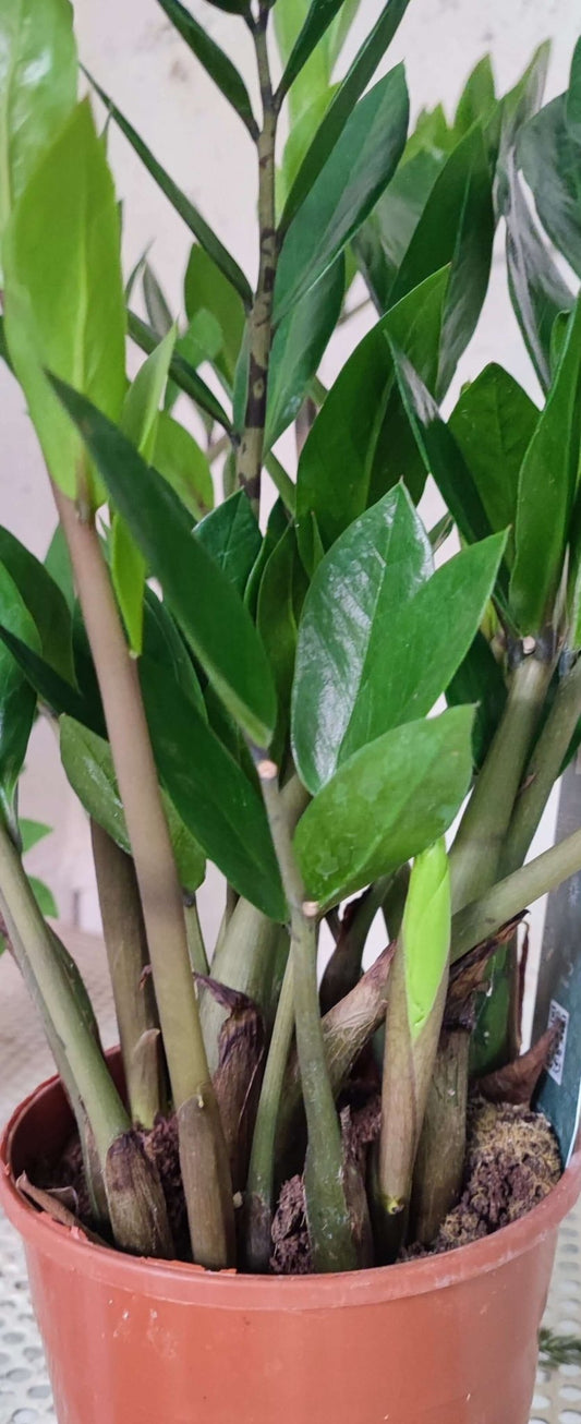 Zamioculcas - ValmaflorZamioculcasValmaflorValmaflorZamioculcas - Valmaflor14 cm60 cm