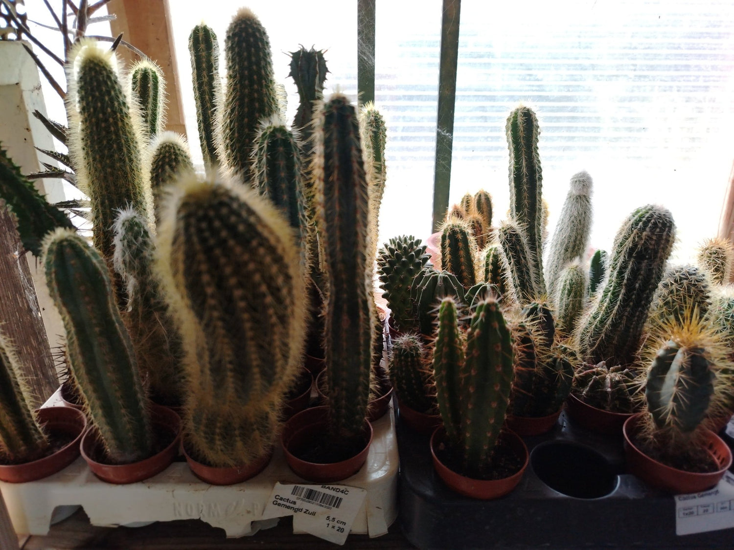 Cactus - Valmaflor