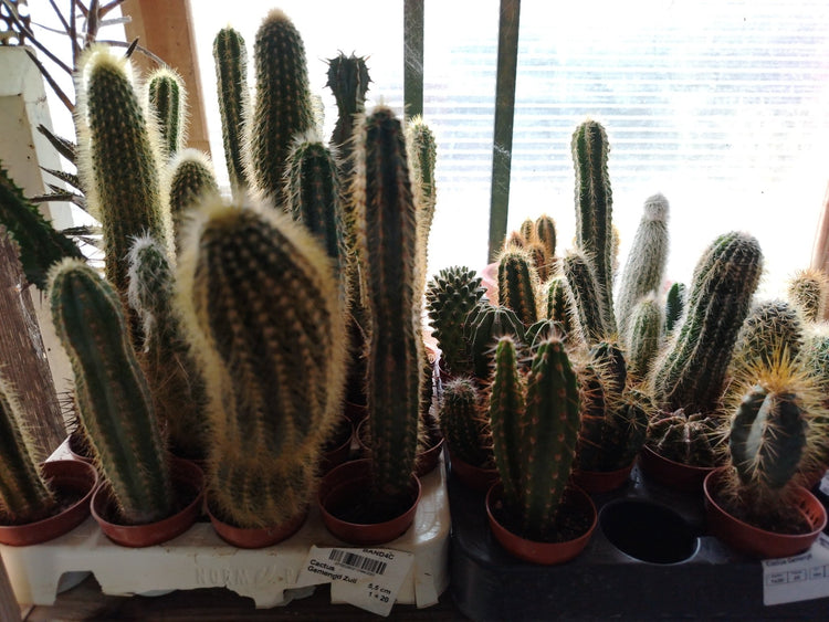 Cactus - Valmaflor