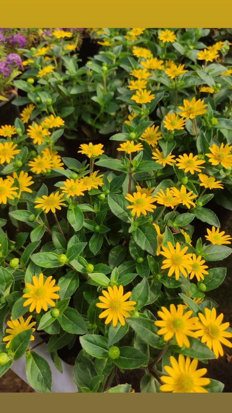 Piante fiorite da balcone e giardino - Valmaflor