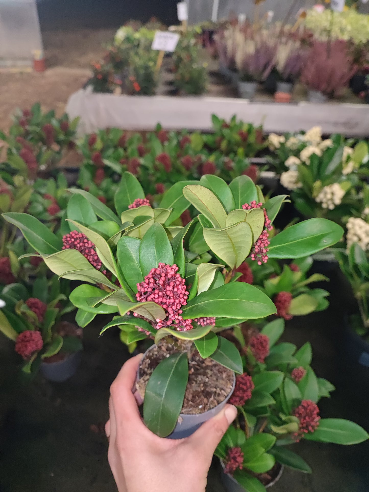 Skimmia