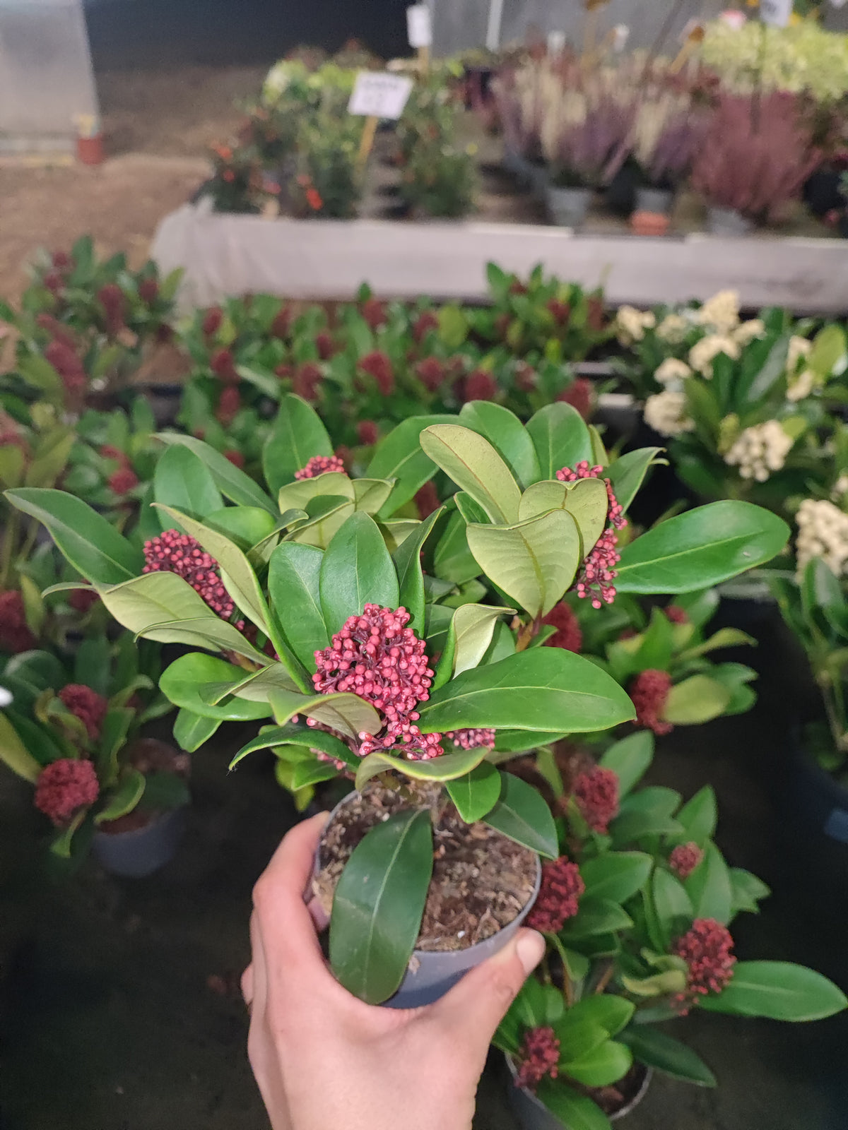 Skimmia - Valmaflor
