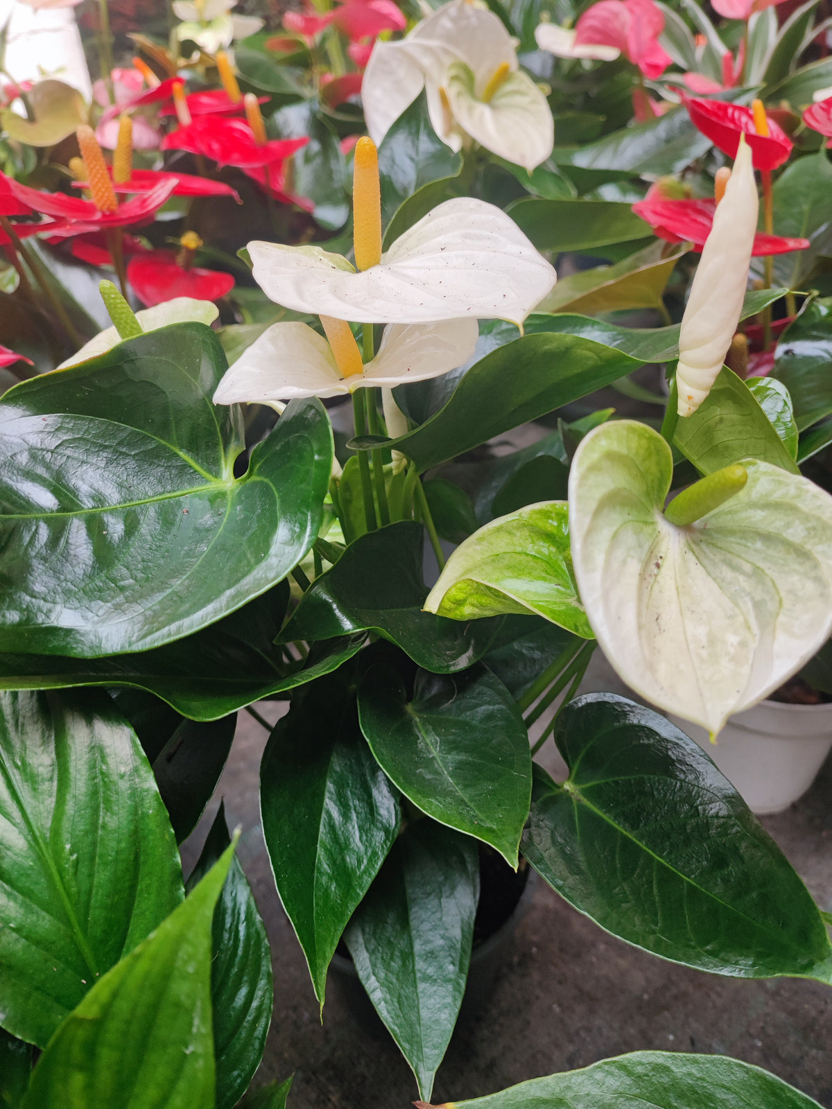 Anthurium