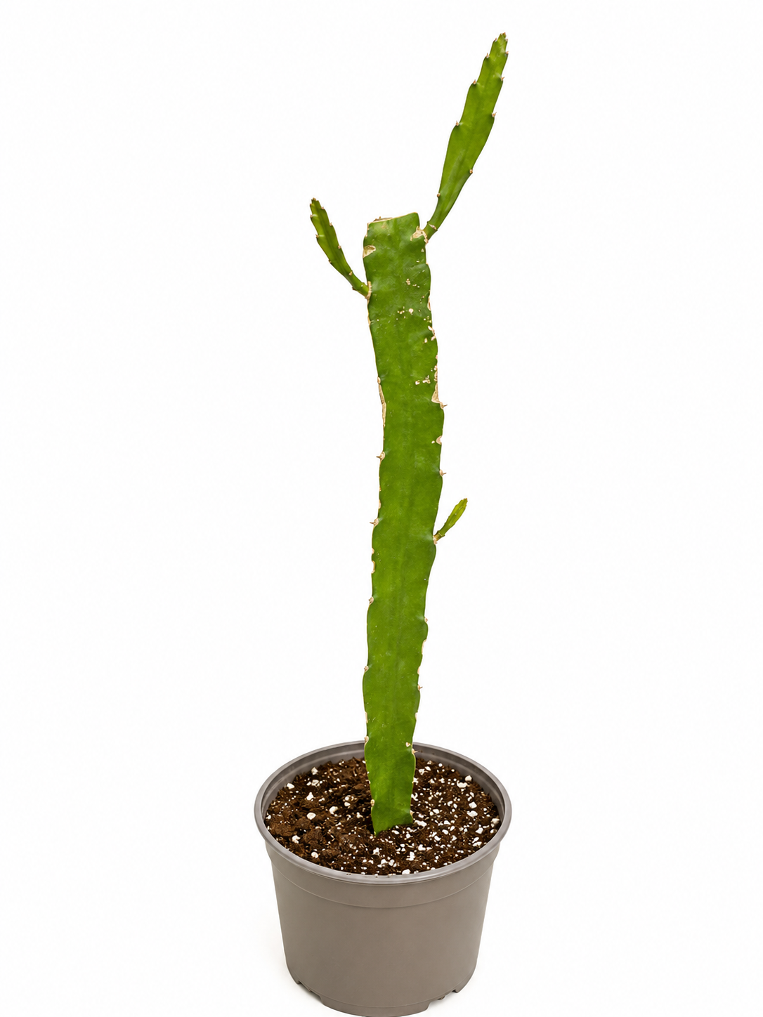 Pitaya (frutto del drago)