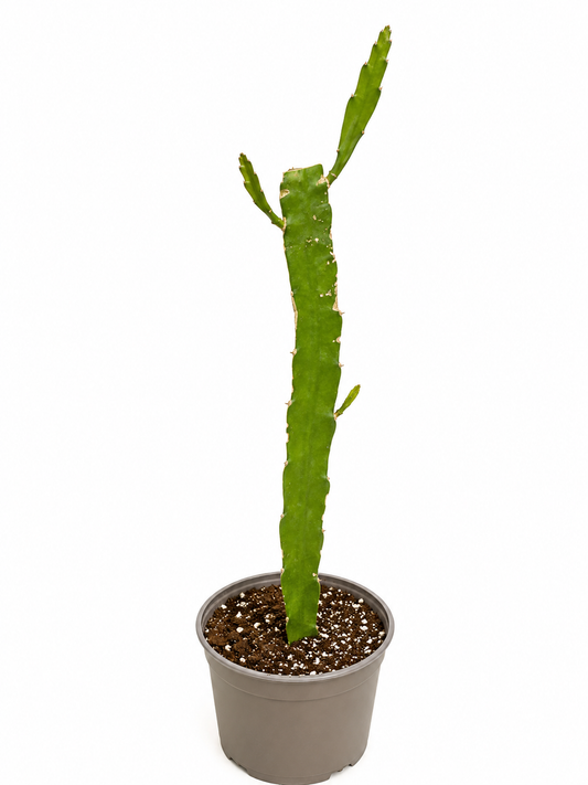 Pitaya (frutto del drago)