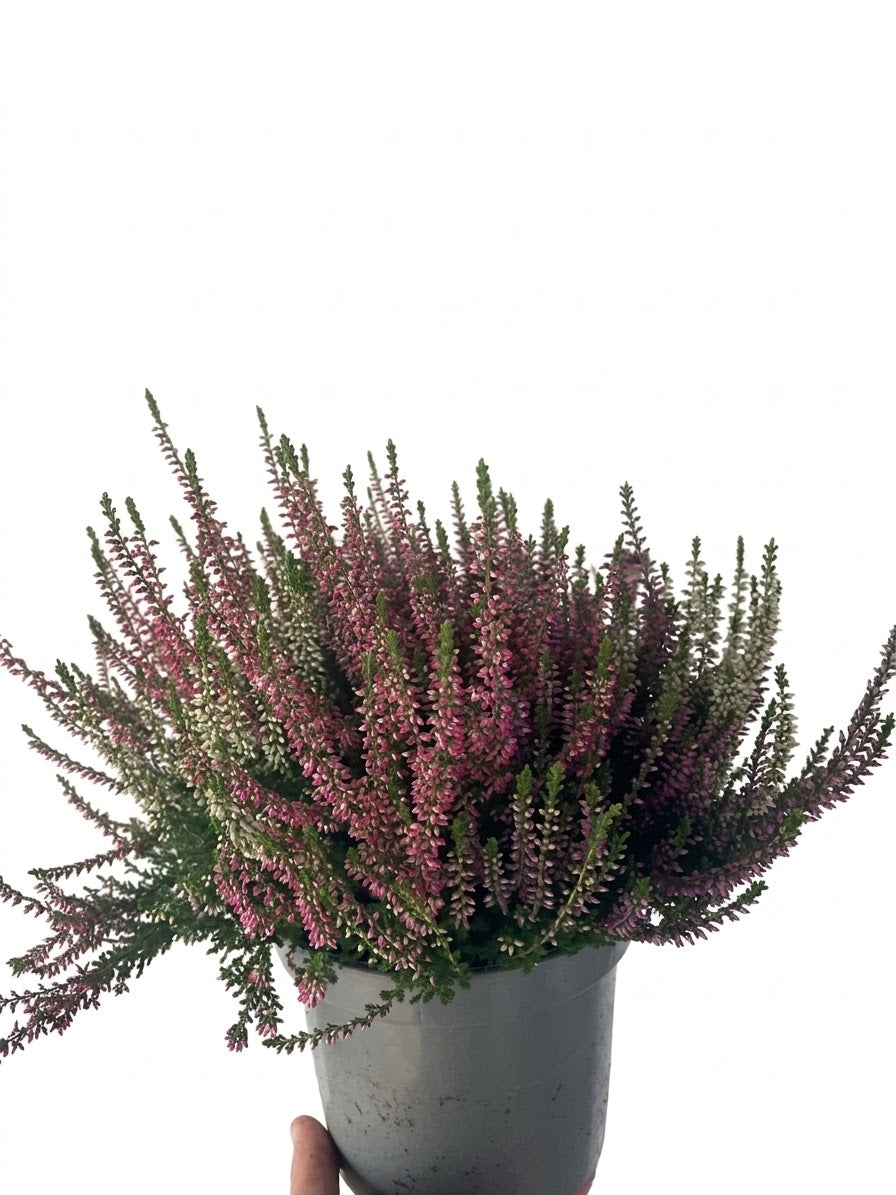 Calluna