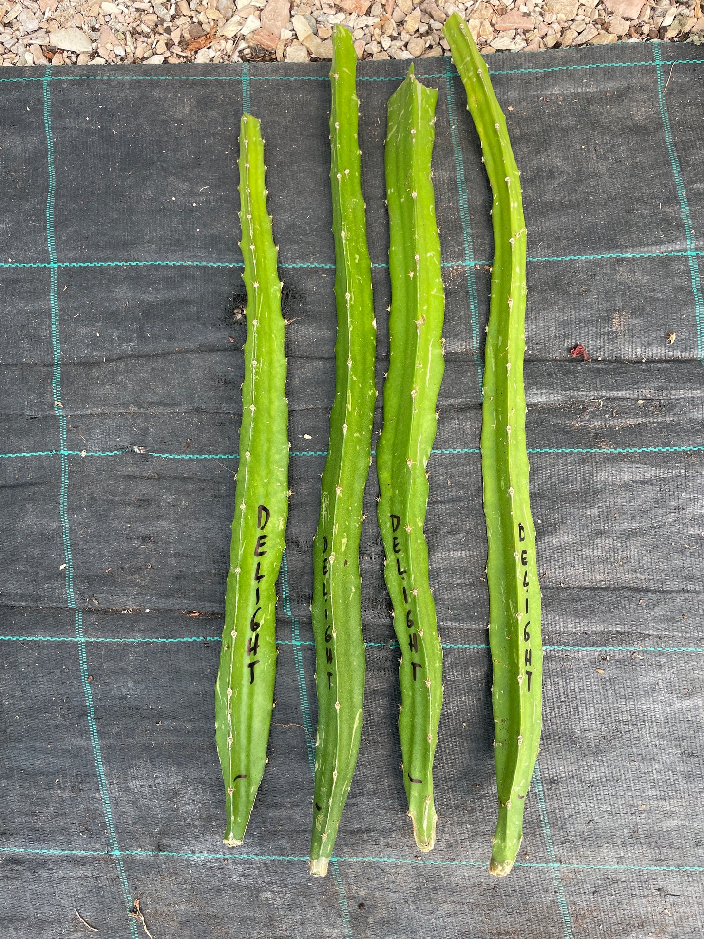Pitaya (frutto del drago)