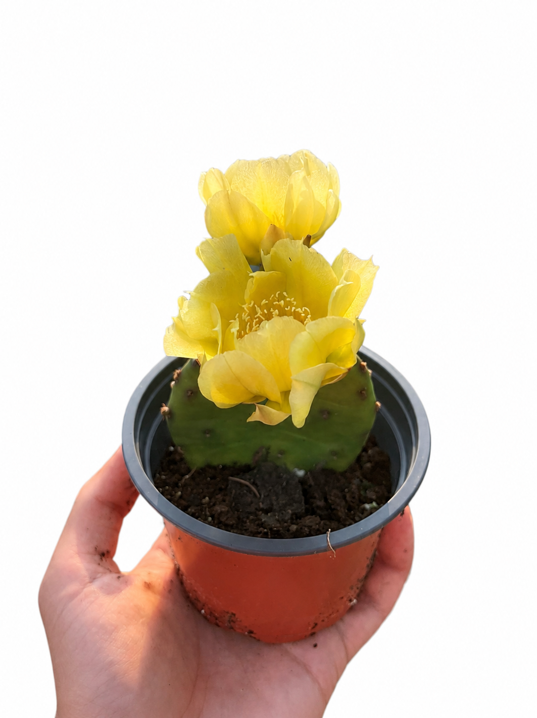 Opuntia humifusa (fico d'India)