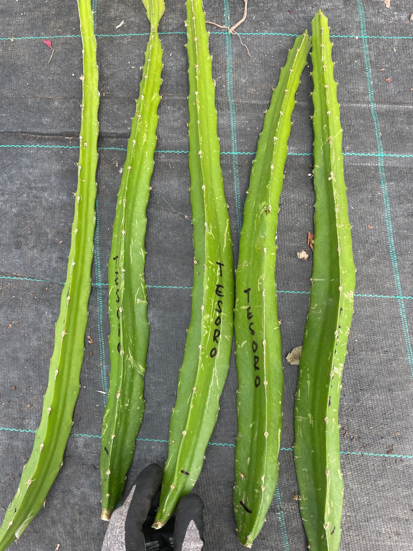 Pitaya (frutto del drago)