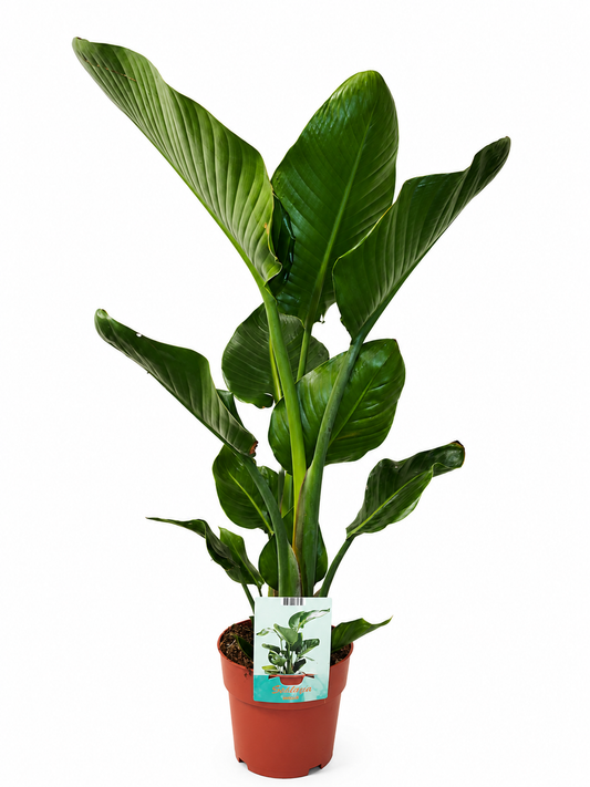 Strelitzia nicolai