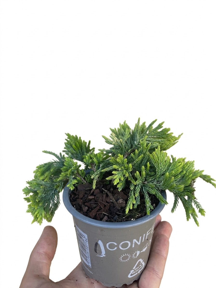 Junipereus