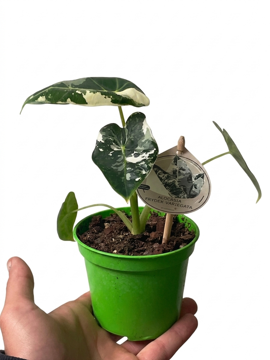 Alocasia frydek variegata
