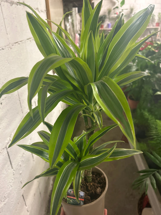 Dracaena lemon lime
