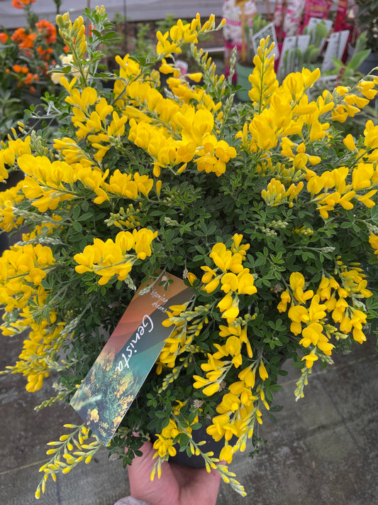 Cytisus Racemosus