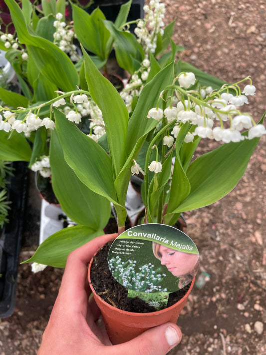Convallaria majalis
