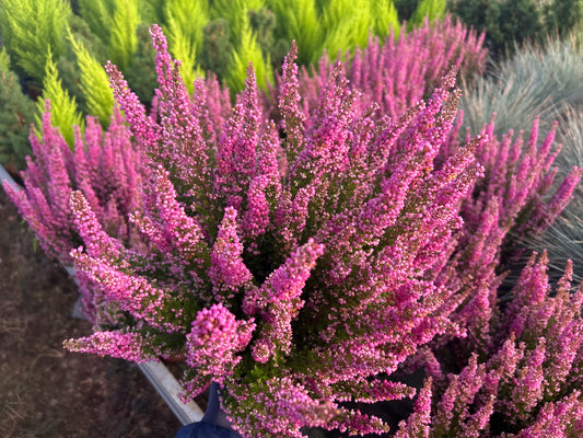 Erica gracilis