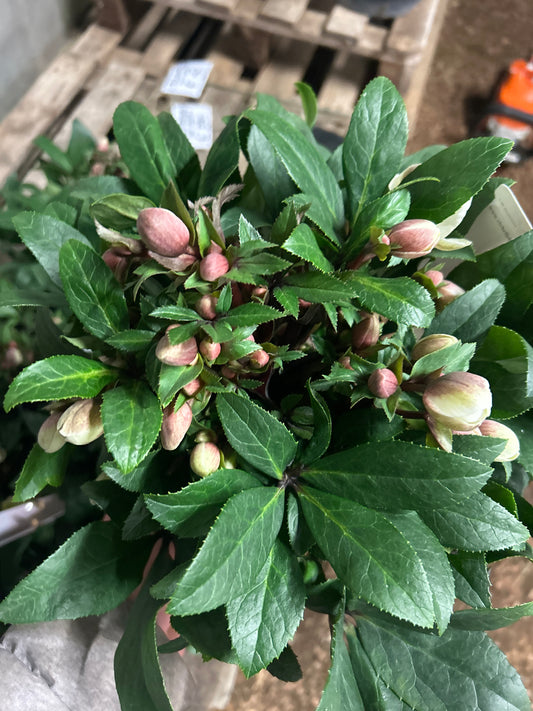 Helleborus Olivia