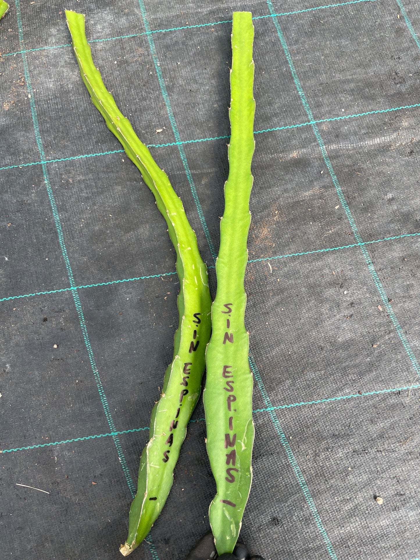 Pitaya (frutto del drago)