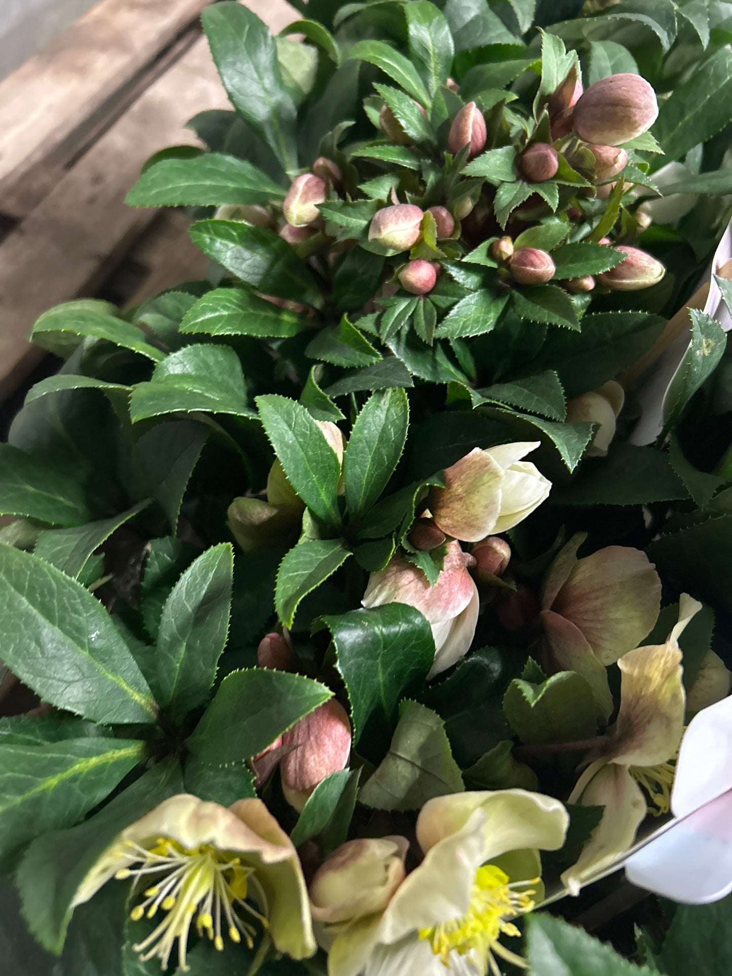 Helleborus Olivia