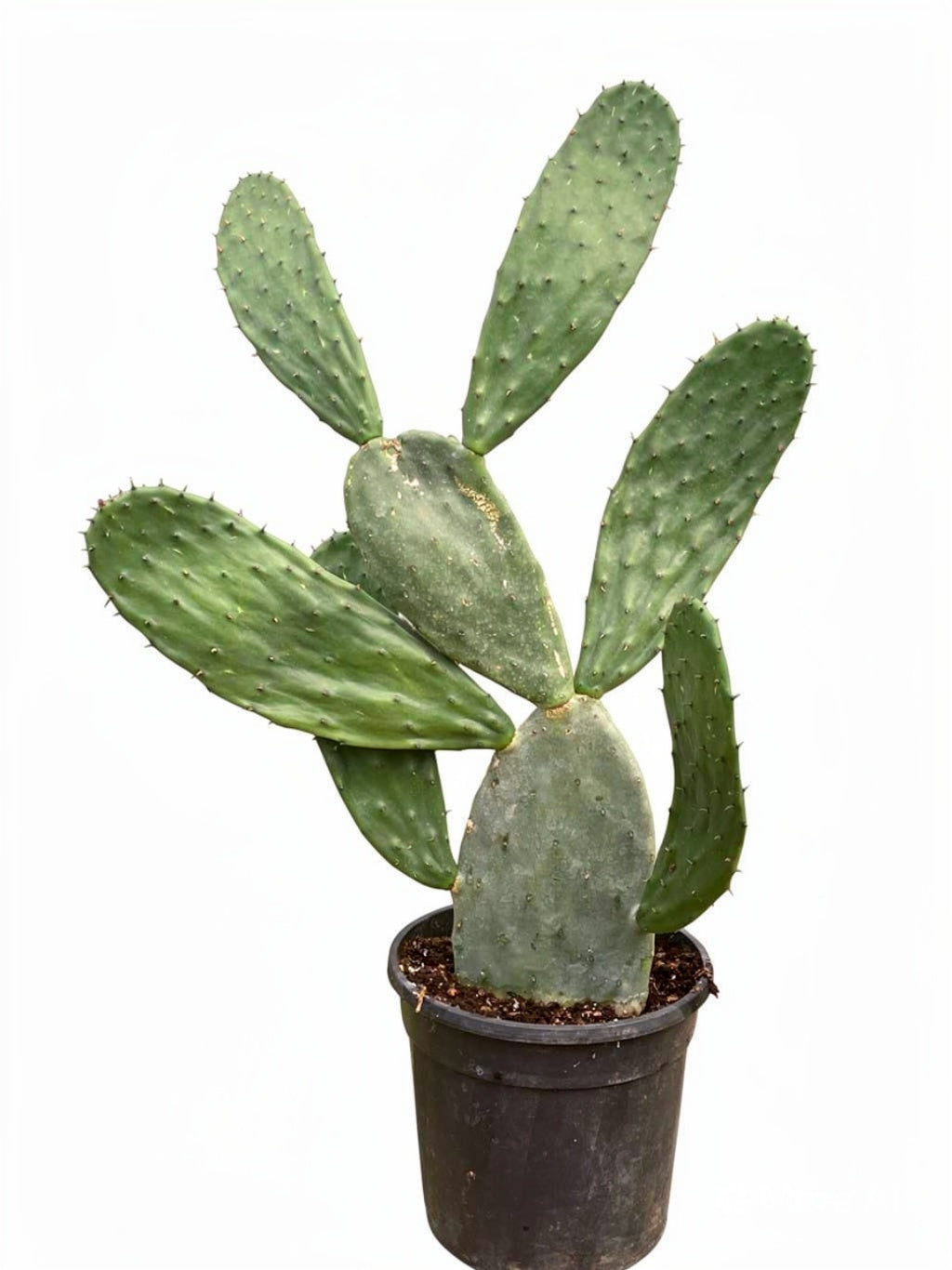 Fico d'India (Opuntia ficus indica)