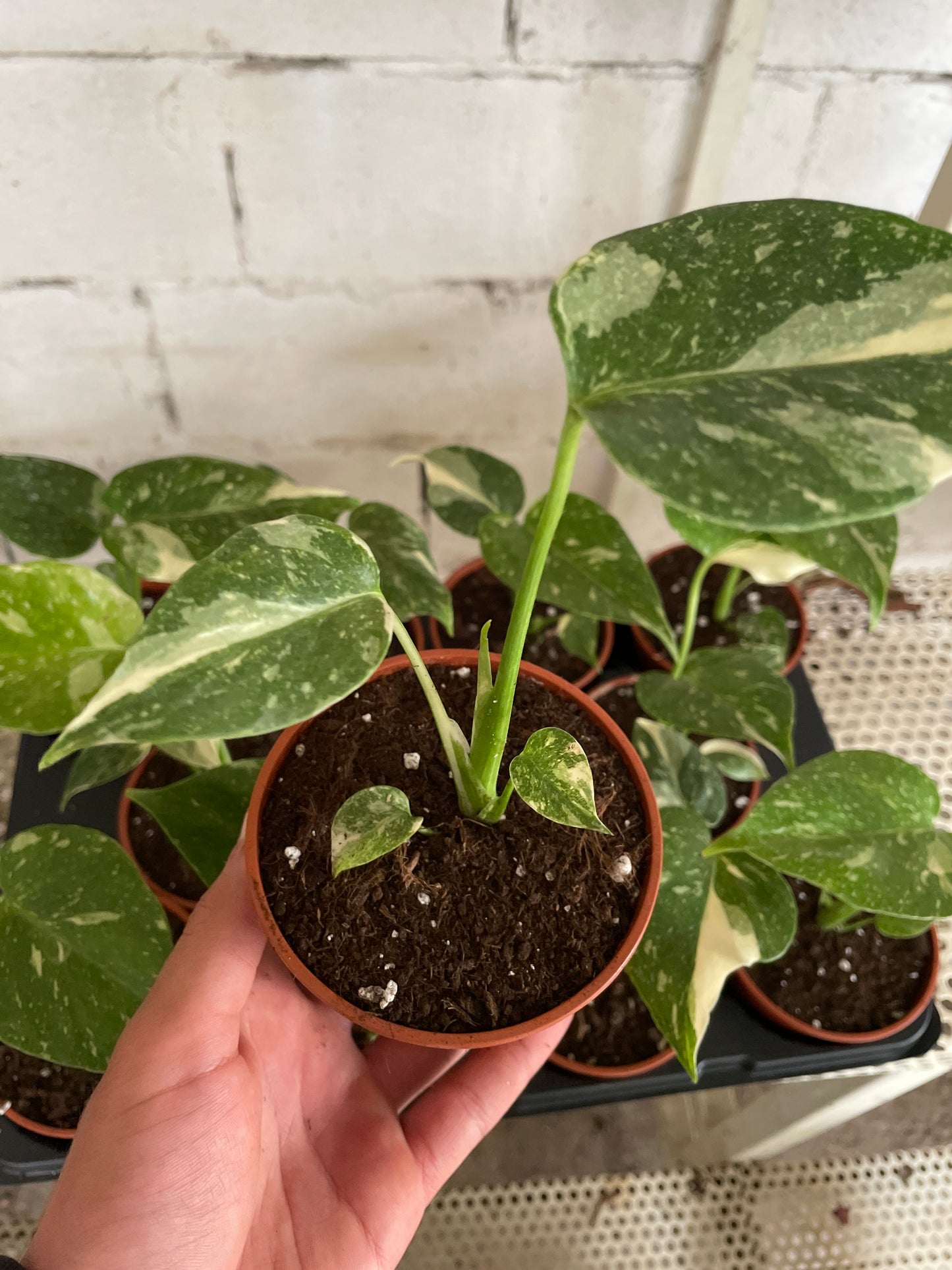 Monstera thai constellation