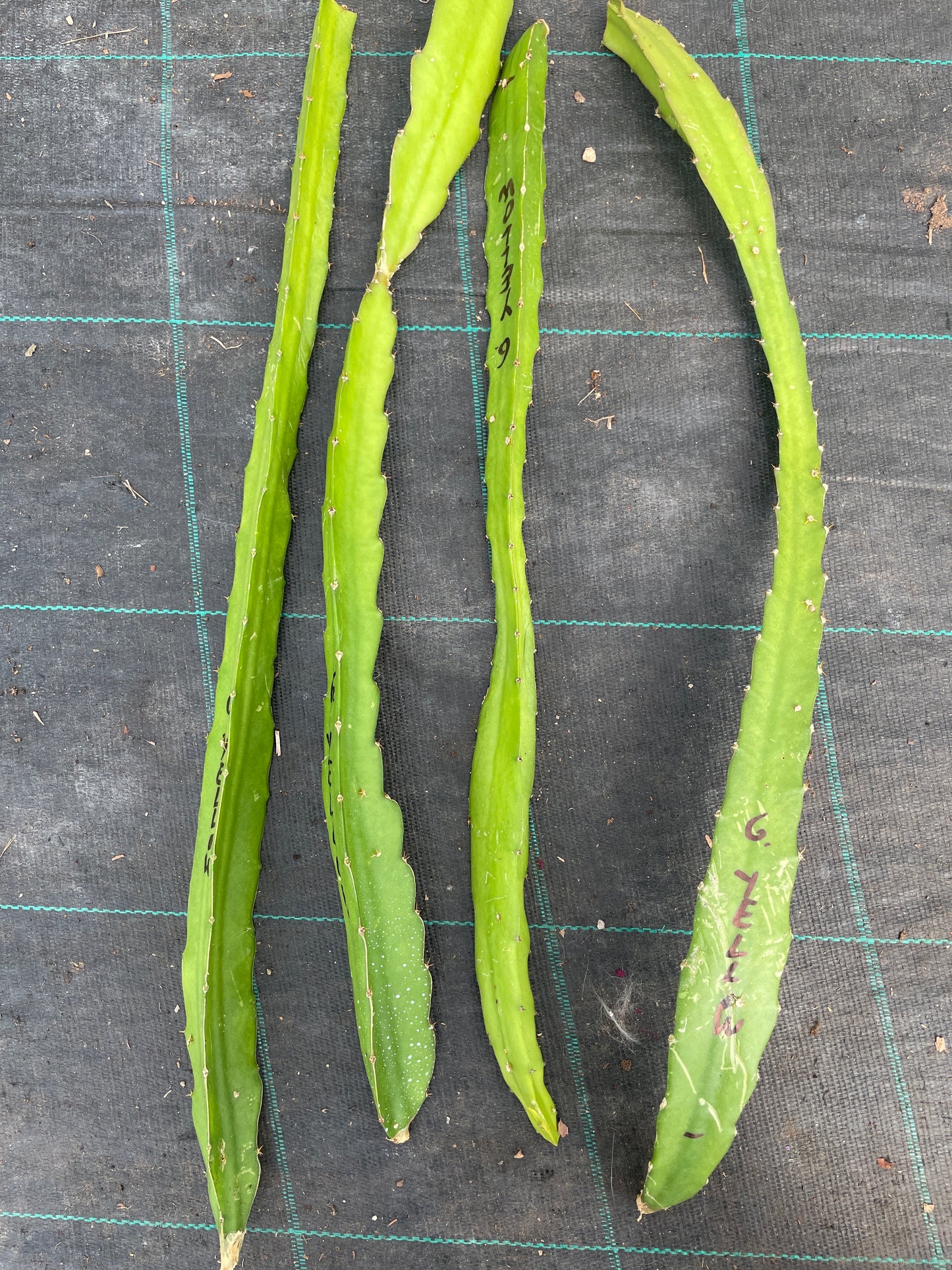 Pitaya (frutto del drago)